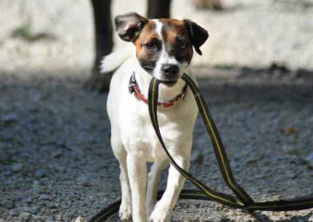 Hund mit Leine im Mund