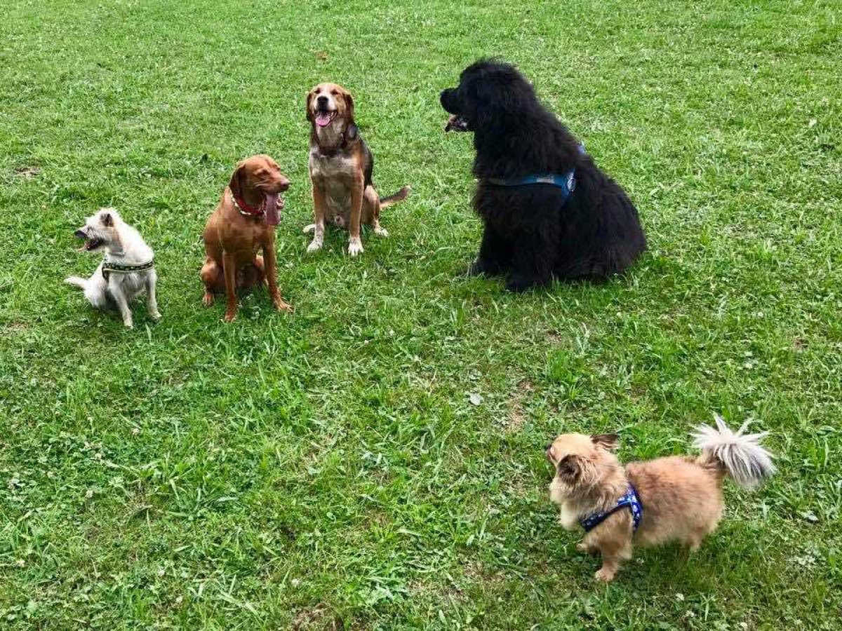 Mehrere Hunde unterschiedlicher Grösse sitzen ruhig auf einer Wiese und halten Abstand zueinander