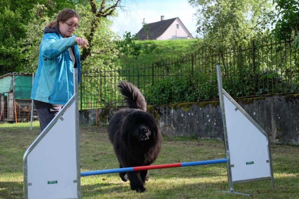 Hund wird im Training über eine niedrige Hürde geführt, angeleitet durch eine Person auf dem Trainingsplatz
