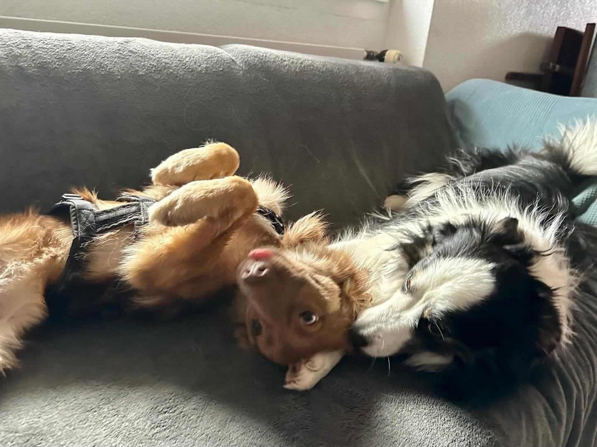 Niedlicher Hund liegt auf der Couch