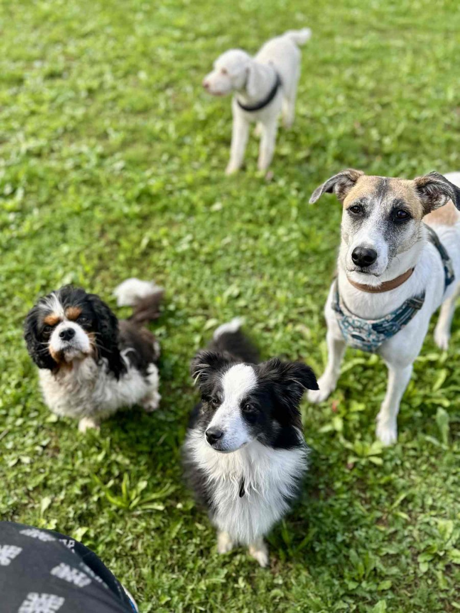 Hunde auf einer grünen Wiese
