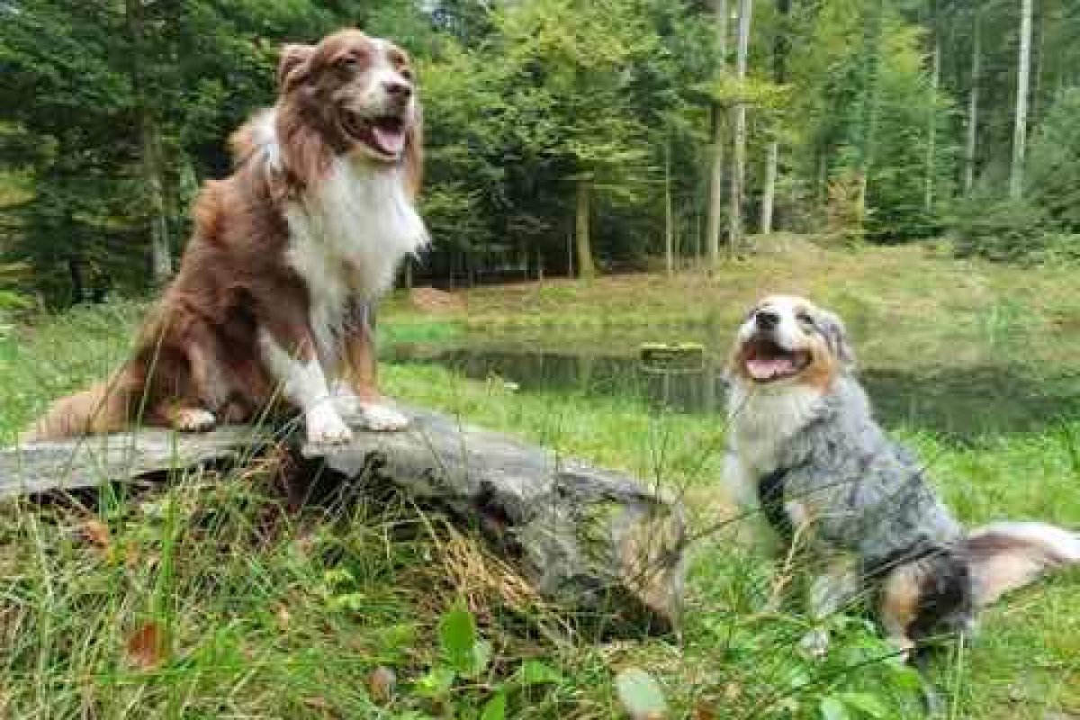 Zwei Hunde halten ruhig Position auf einem Baumstamm und auf der Wiese im Freien