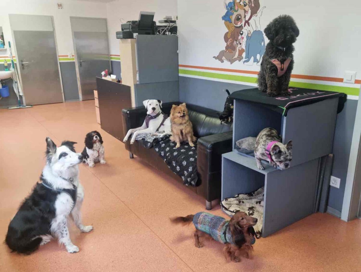 Hundetagesstätte