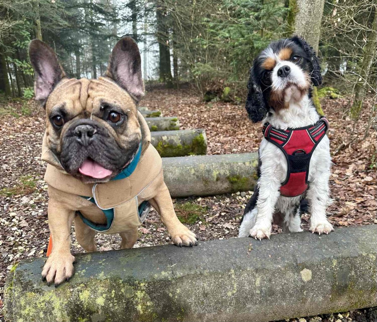 Zwei Hunde sitzen ruhig nebeneinander im Wald und warten aufmerksam