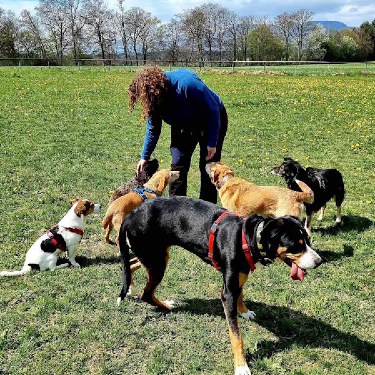 Barbara Schwyter mit 6 Hunden