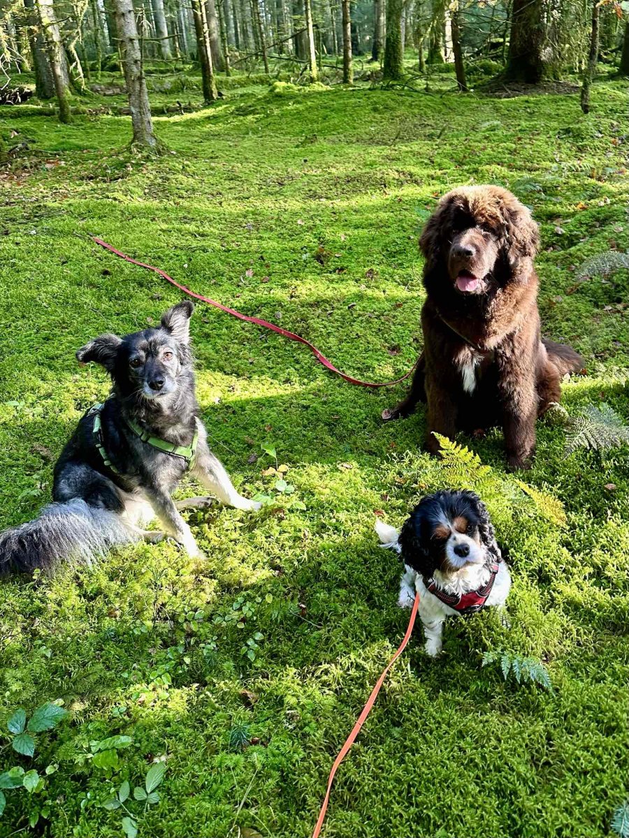 Drei Hunde auf der Wiese im Wald