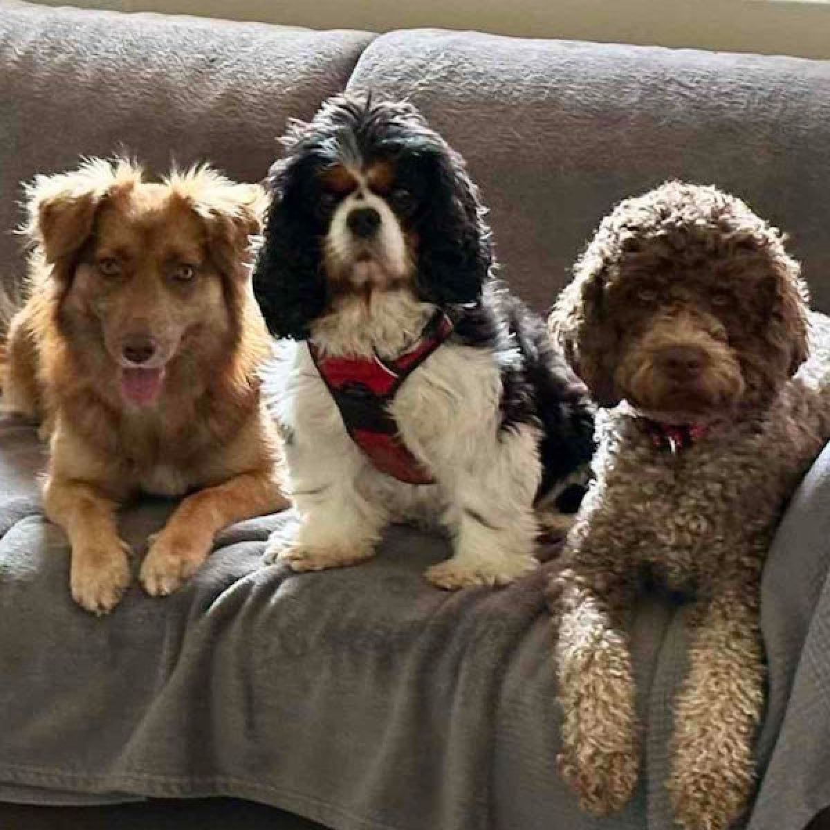 Drei Hunde auf dem Sofa