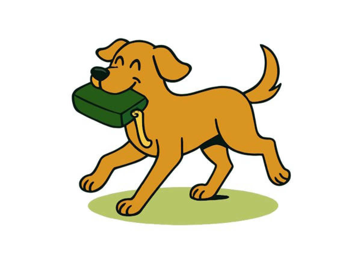 Hund trägt Futterbeutel beim kontrollierten Training