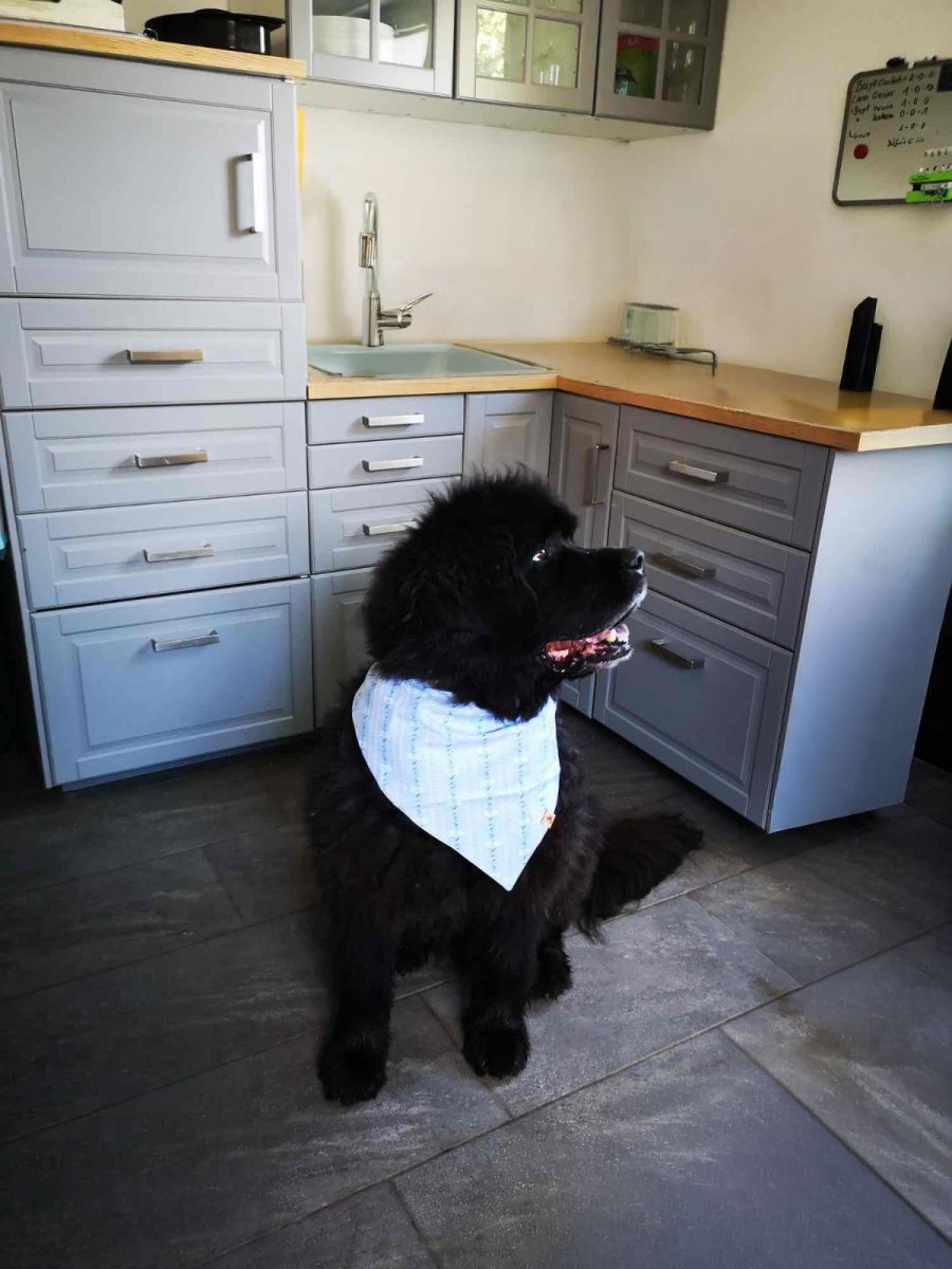 Ein Hund in der Küche