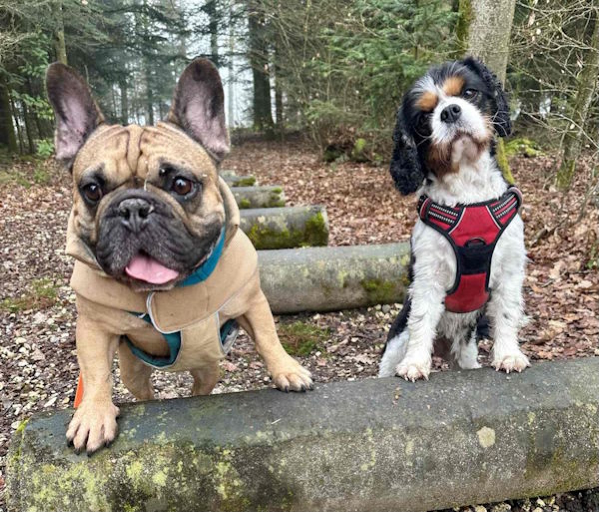 Zwei Hunde sitzen auf einem Baumstamm im Wald und schauen aufmerksam nach vorne