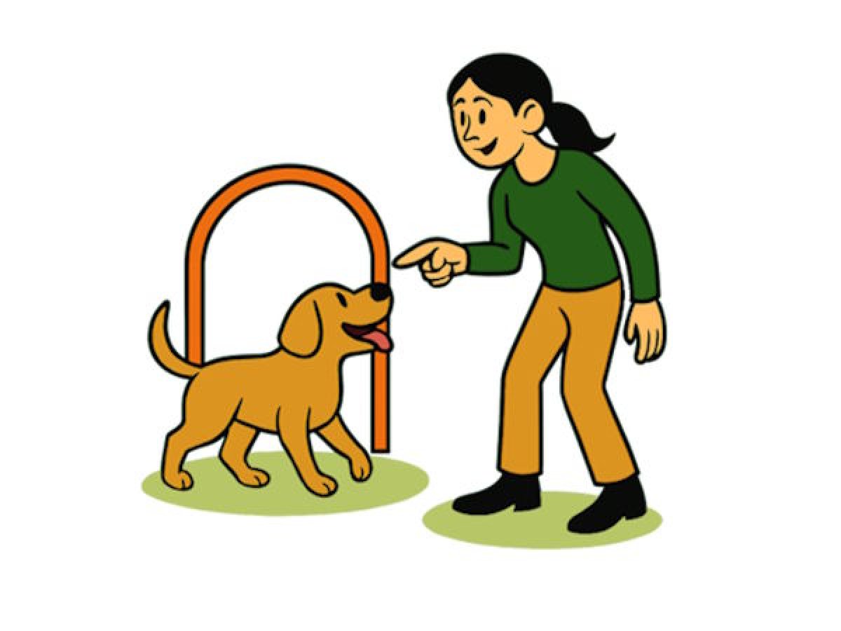 Hoopers Training für Hunde mit gelenkschonendem Parcours